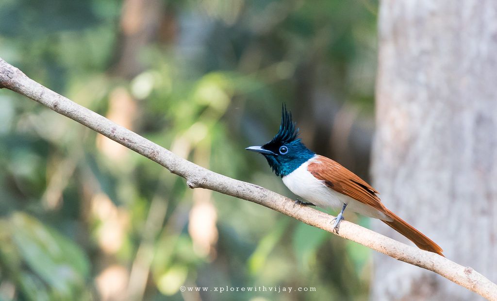 Indian Paradise flycatcher Immature male