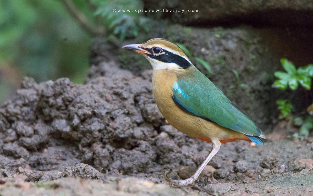 Indian Pitta