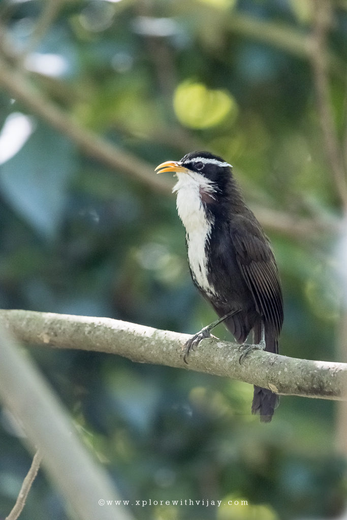 Indian Scimitar Babbler