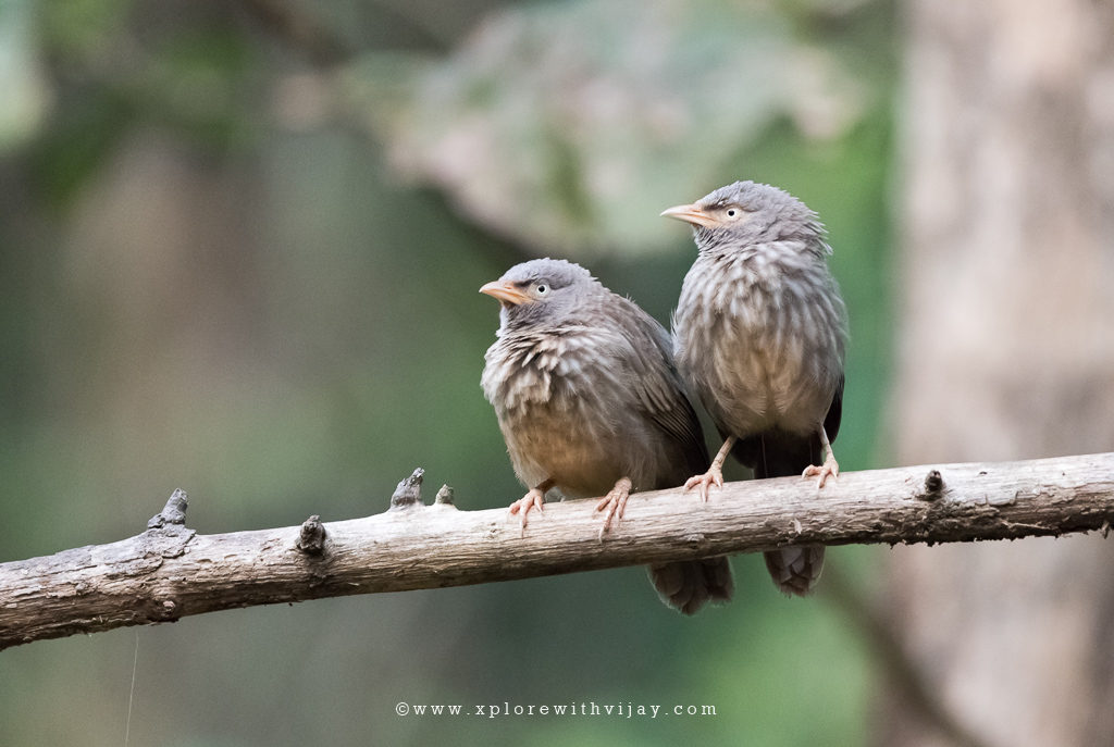 Jungle Babblers