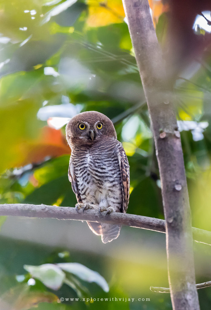 Jungle Owlet