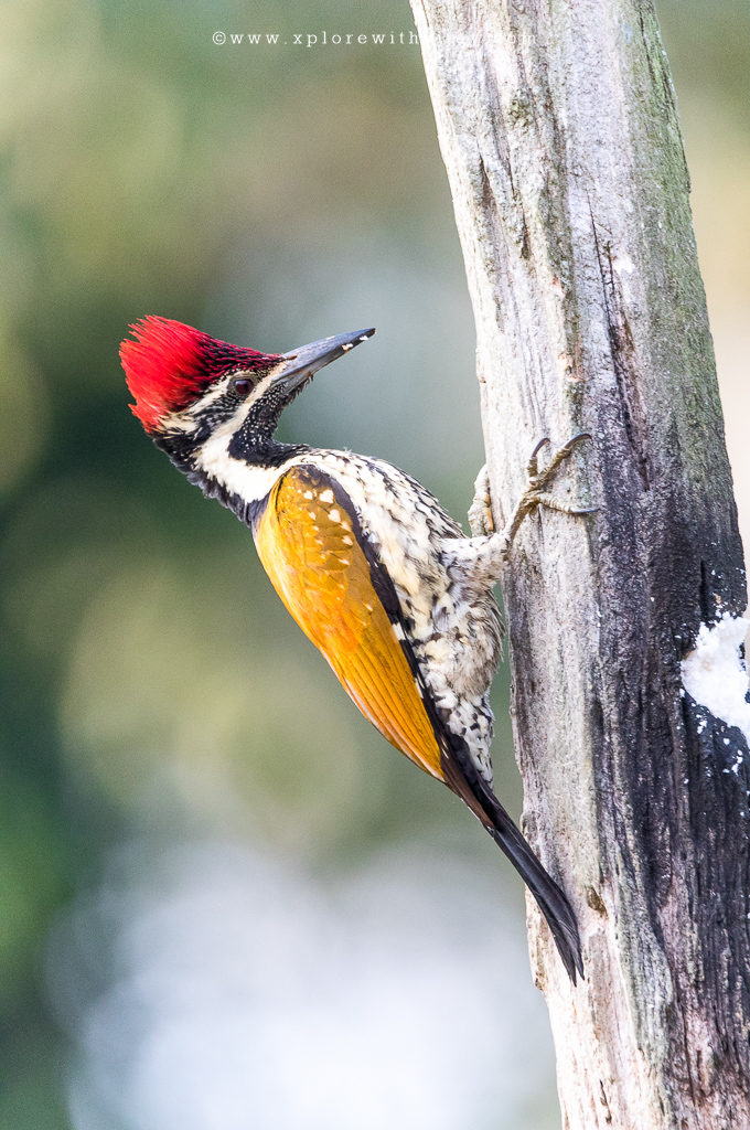 Lesser Golden-backed Woodpecker