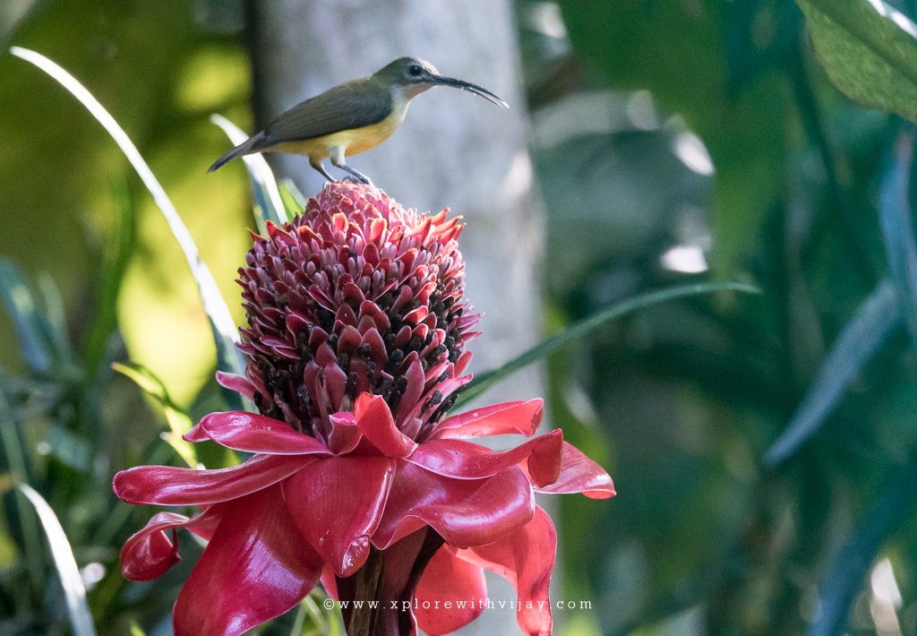 Little Spiderhunter