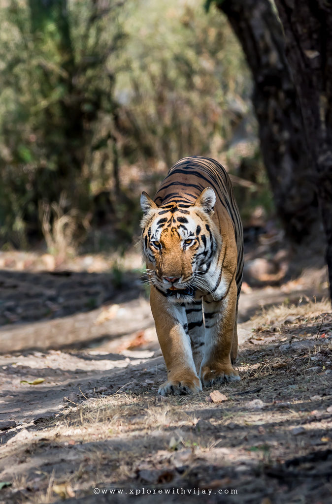 Royal_Walk_Kanha_1