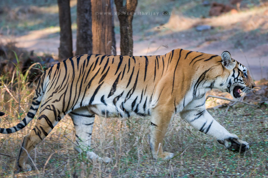 Magnificent Stripes