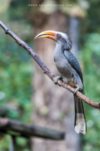 Malabar Grey Hornbill