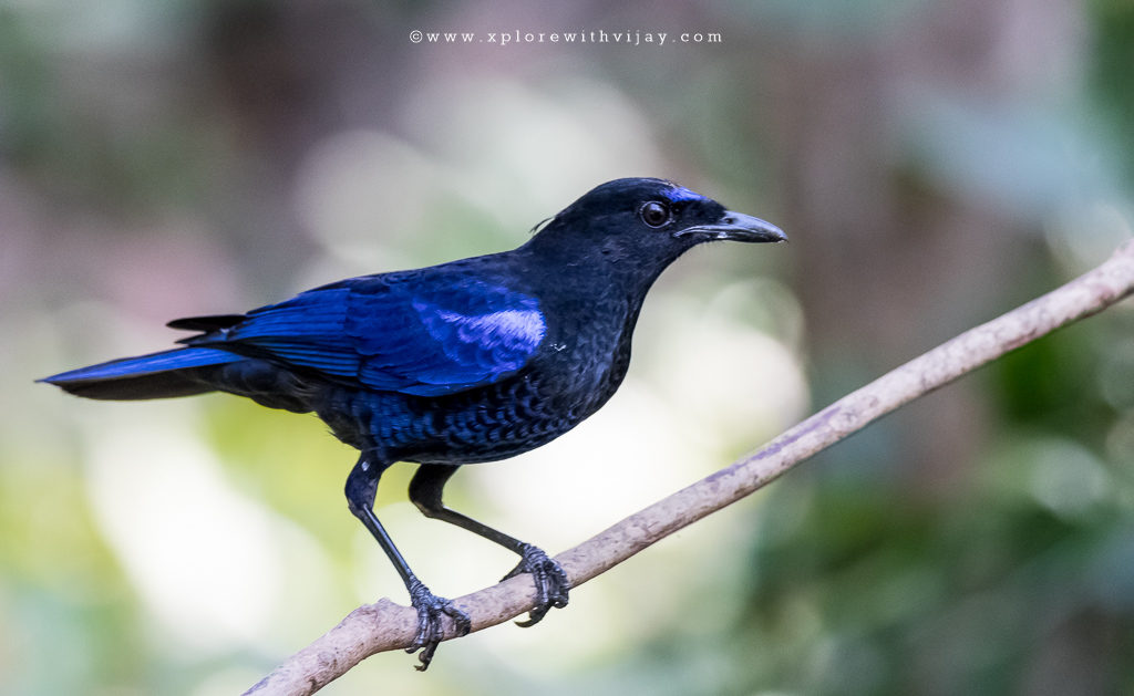 Malabar Whistling Thrush