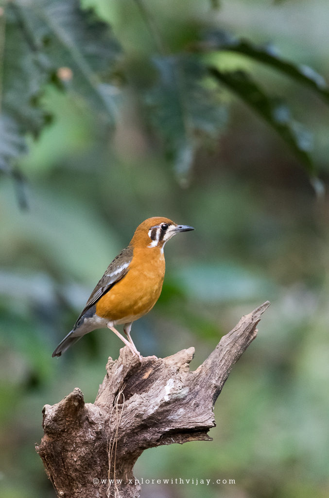 Orange-headed Thrush