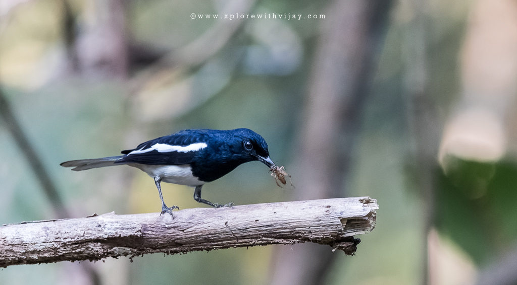 Oriental Magpie Robin Male