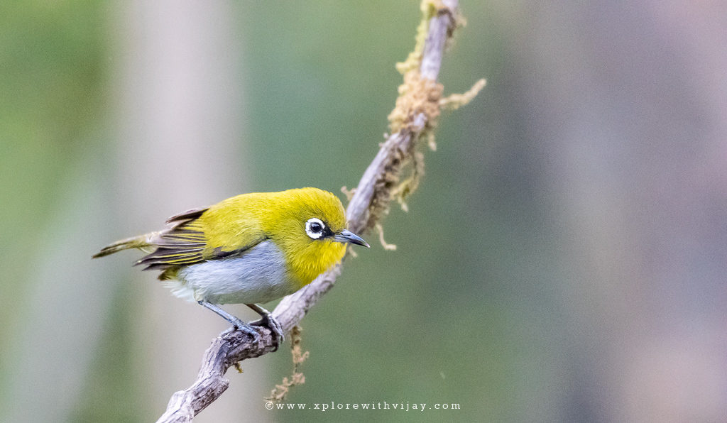 Oriental White Eye