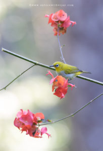 Oriental White Eye