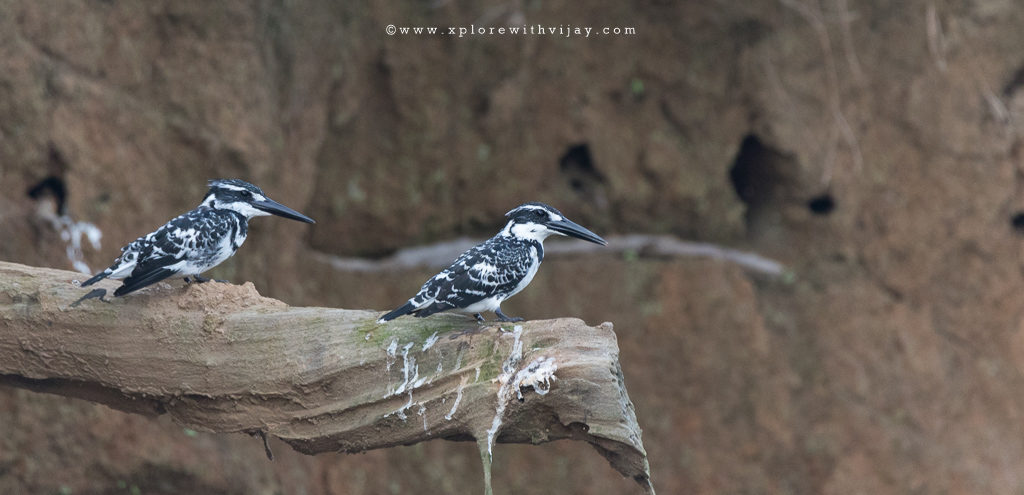 Pied Kingfisher