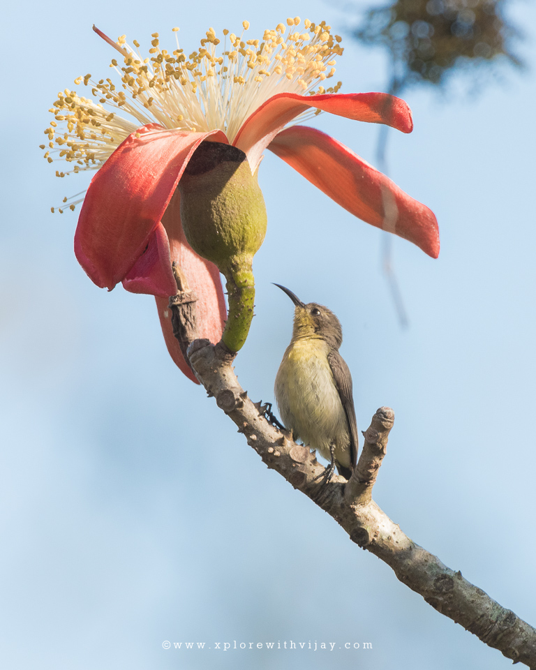 Purple Sunbird Female