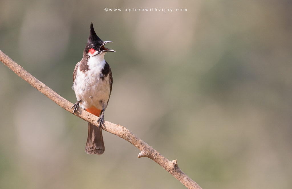 Red Whiskered Bulbul