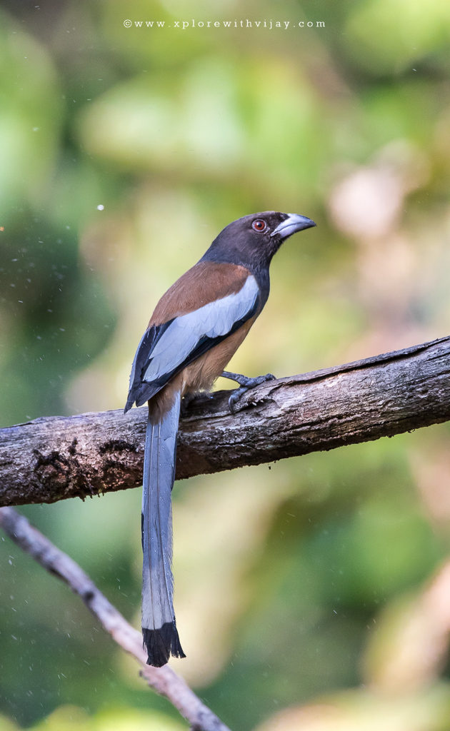 Rofous Treepie