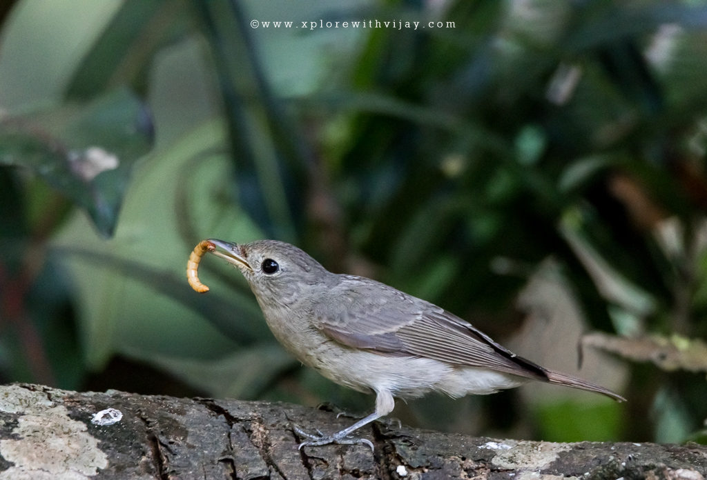 Rusty tailed Flycatcher Juvenile