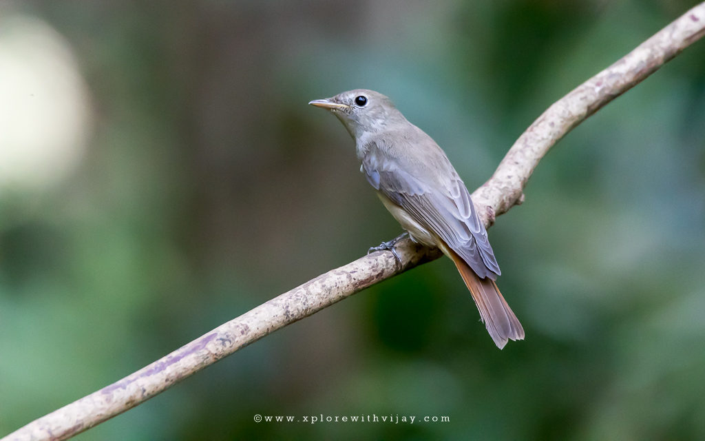 Rusty Failed Flycatcher