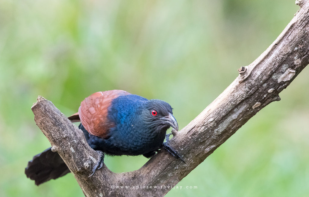 Southern Coucal