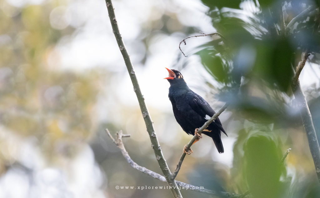 Southern Hill Myna