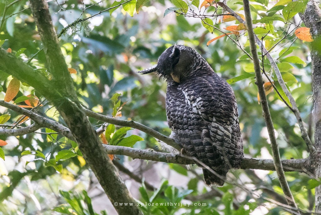 Spot-bellied Eagle Owl