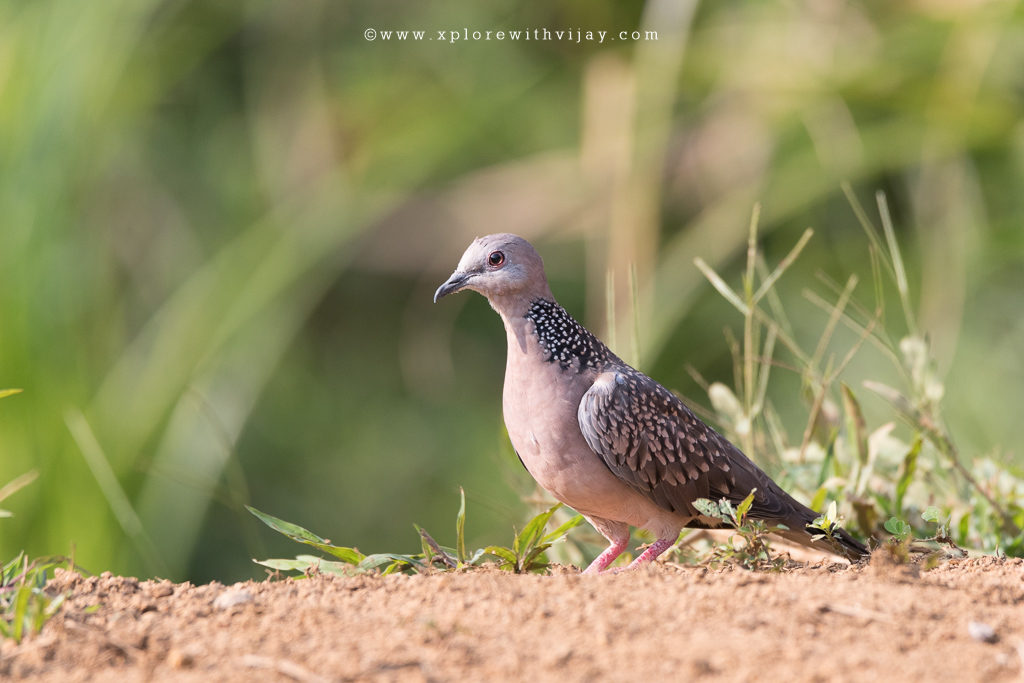 Spotted Dove