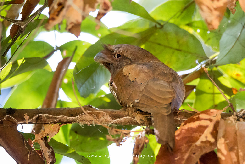 Sri Lanka Frogmouth Female