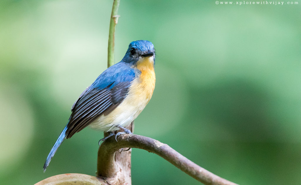 Tickell's Blue Flycatcher Male