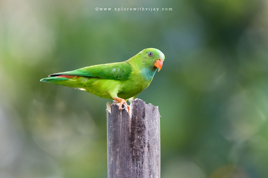 Vernal hanging Parrot