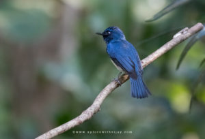 White-bellied Blue Flycatcher