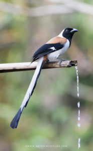 White-bellied Treepie