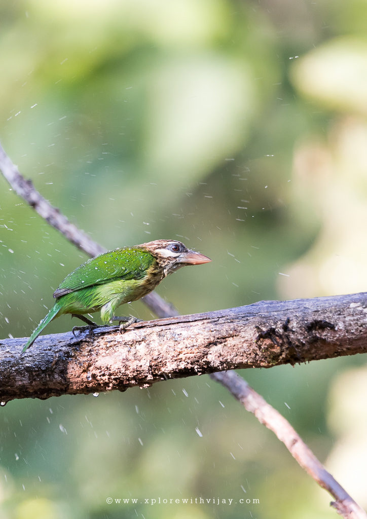 White-cheeked Barbet