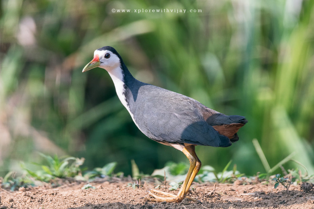 White Breasted Waterhen