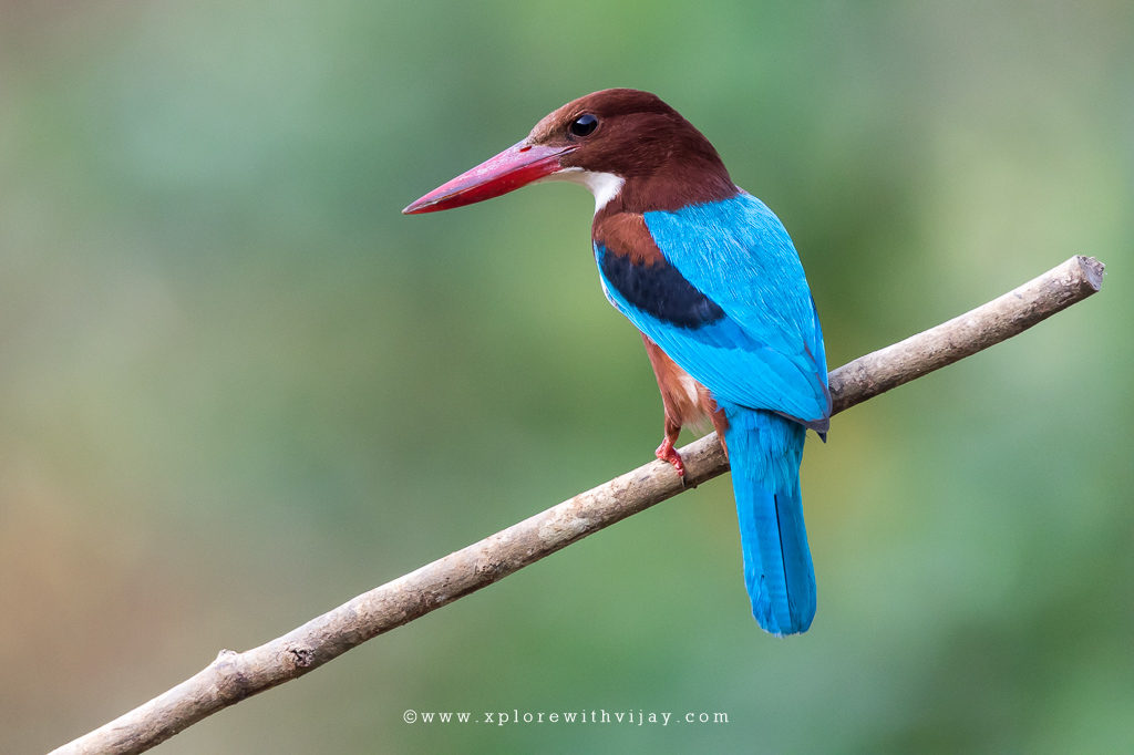 White-throated Kingfisher