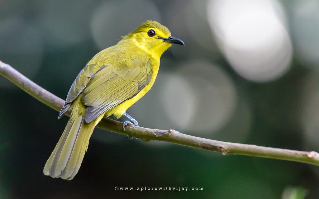 Yellow-browed Bulbul