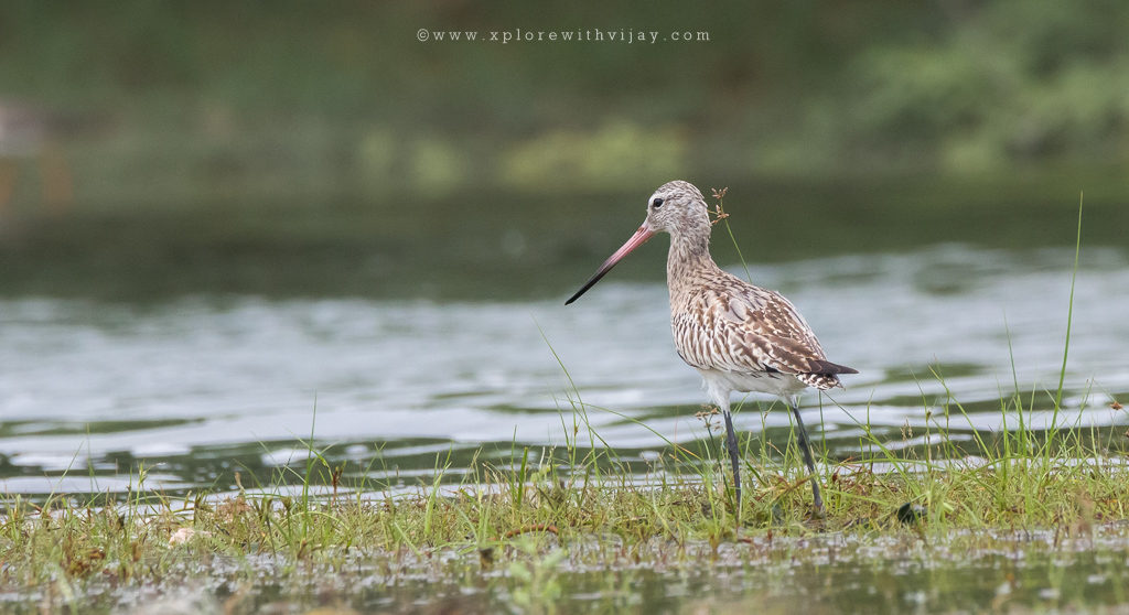 _MG_2419_Bar_Tailed_Godwit (Non-breeding Adult)