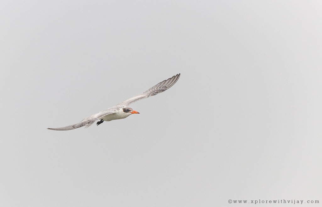 Greater_Crested_Tern