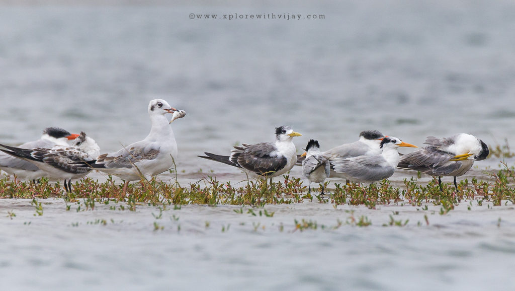 Brown-headed Gull (non-breeding)