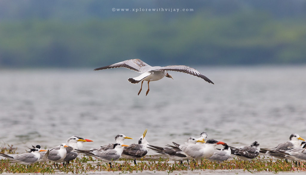 Pulicat_Featured_Image