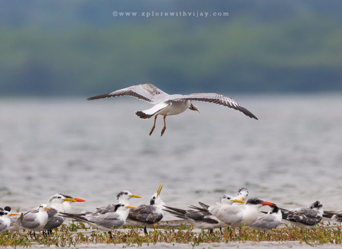 Pulicat_Featured_Image