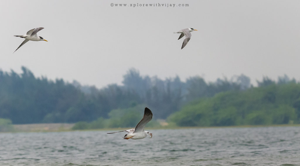 Terns_and_Gull