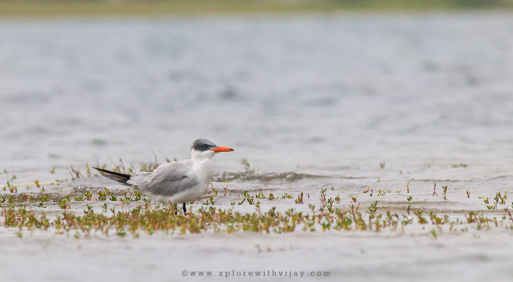 Lesser_Crested_Tern