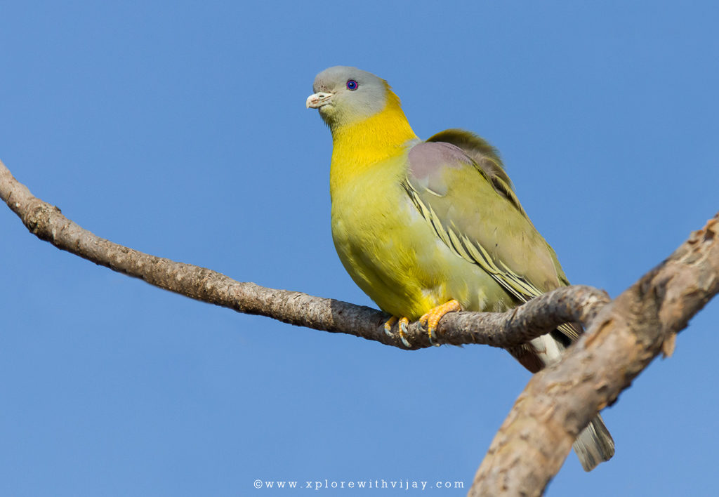 Gir_Yellow_Footed_Green_Pegion