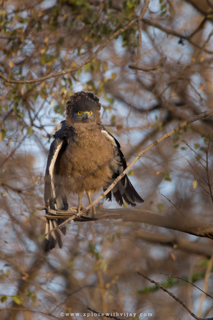 Gir_Crested_Serpent_Eagle