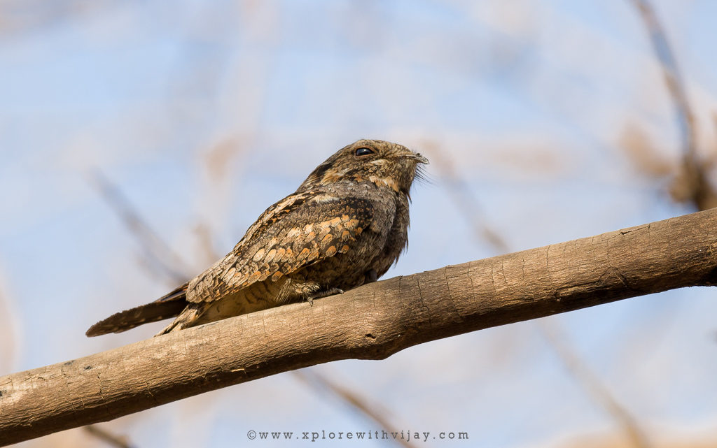 Gir_Indian_NightJar