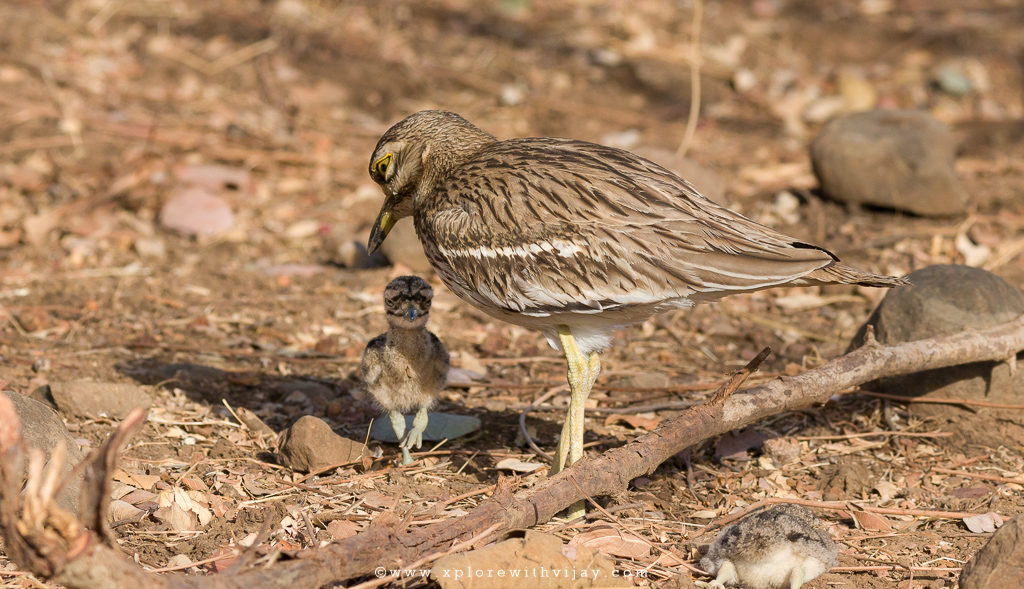 Gir_Indian_Thick_Knee_1