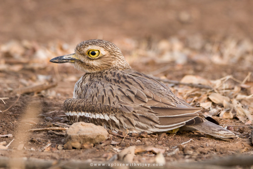 Gir_Indian_Thick_Knee_2