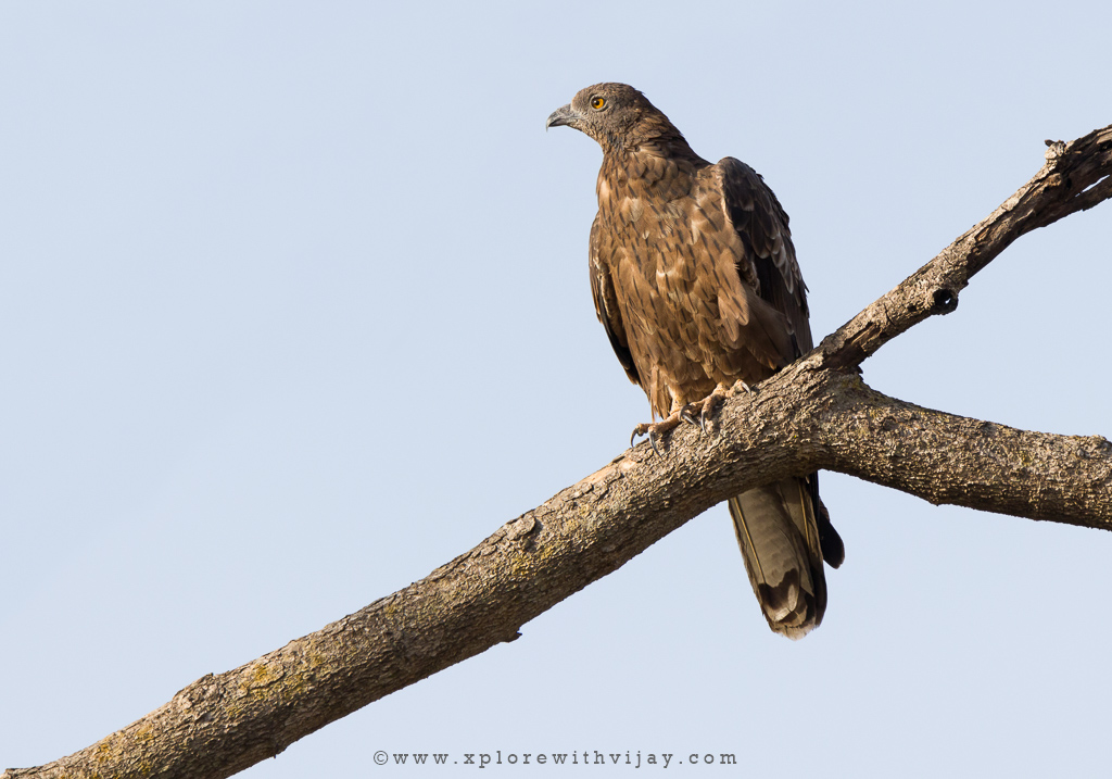 Gir_Oriental_Honey_Buzzard