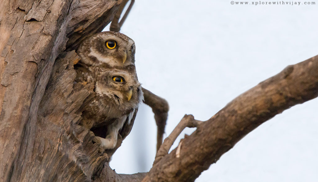 Gir_Spotted_Owl_1