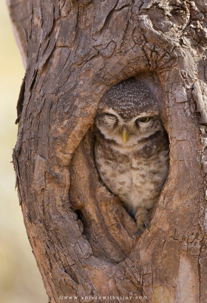 Gir_Spotted_Owl_2