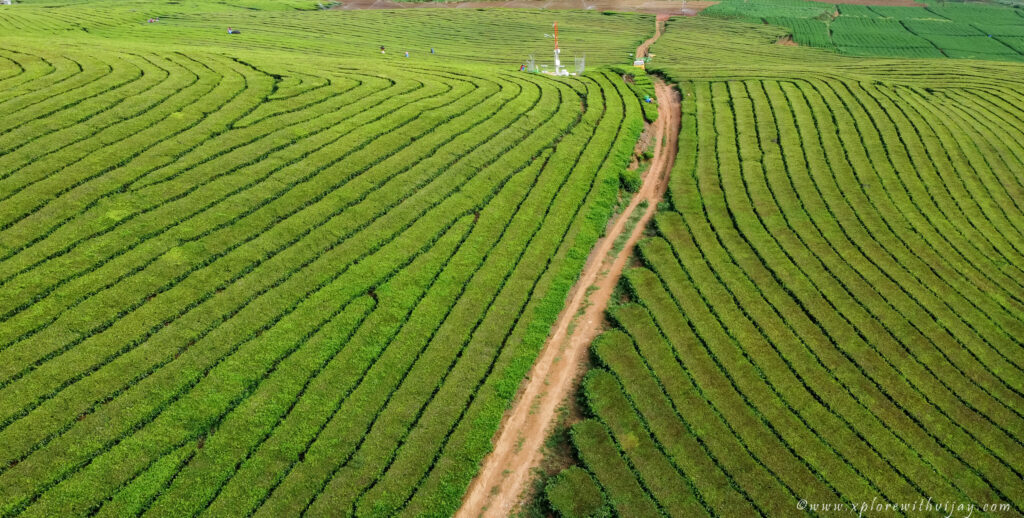 Ooty_Tea_Gardens